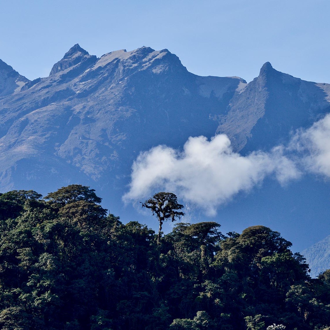 Ecosistemas andinos: una diversidad preciada