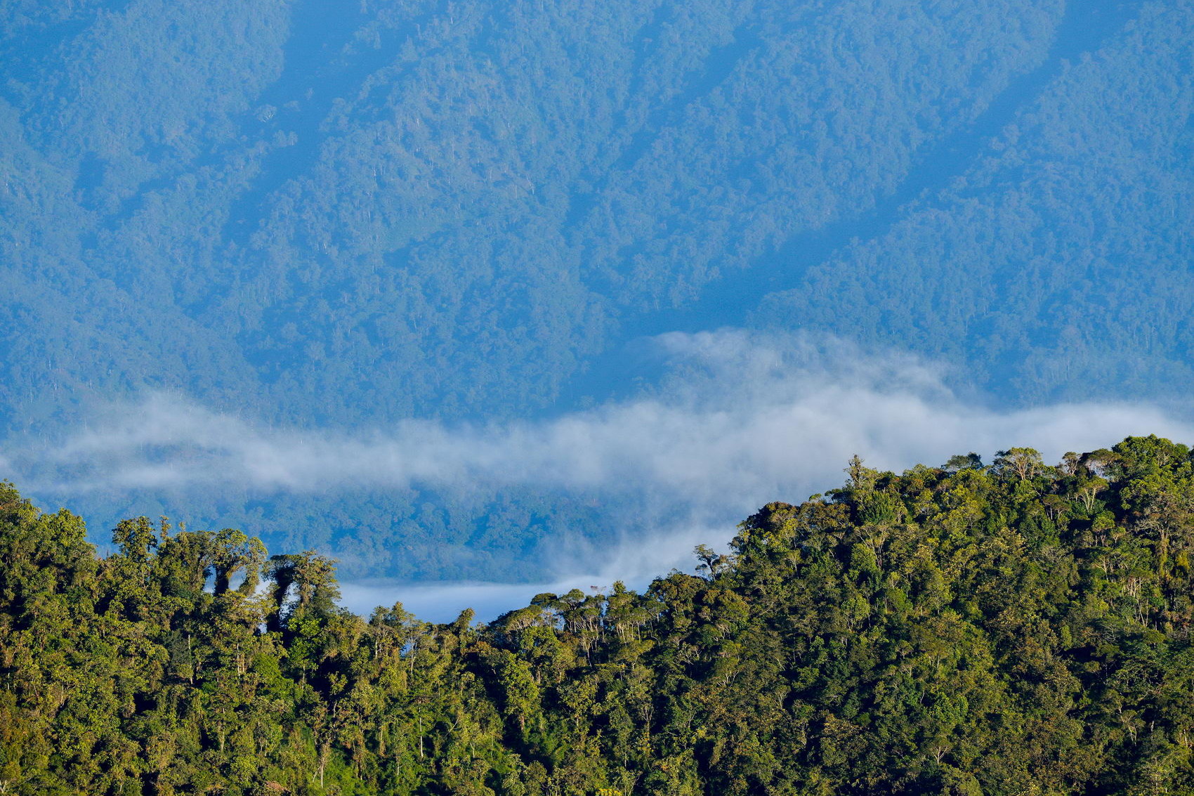 Reserva del Mashpi, protegiendo los bosques andinos