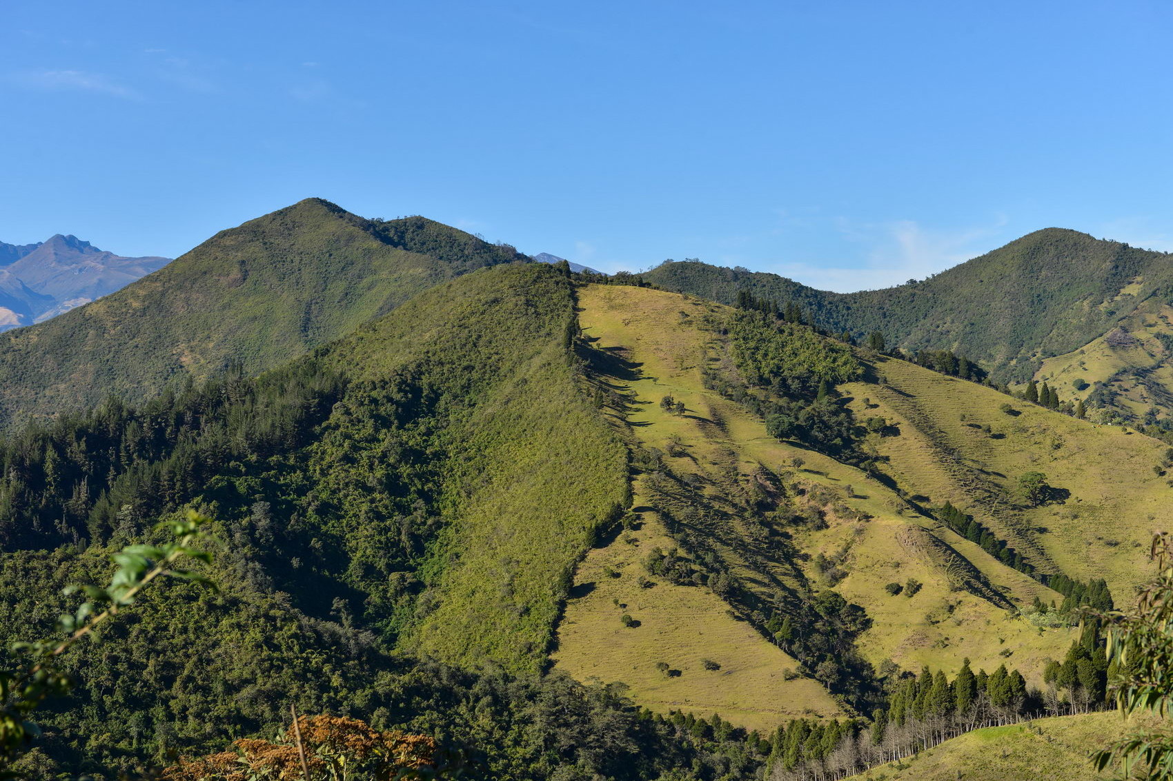 Yunguilla, una nueva visión hacia bosques sostenibles