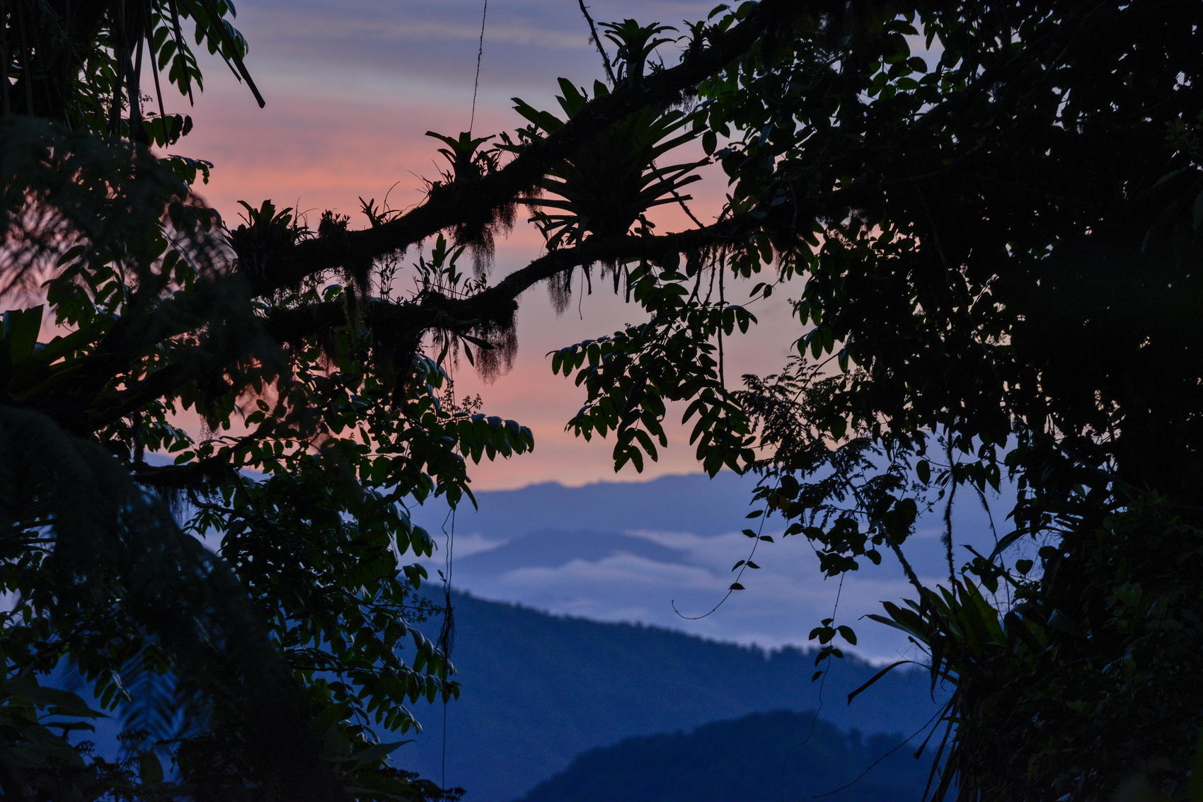 Bosque Bellavista reserva privada pionera en Ecuador