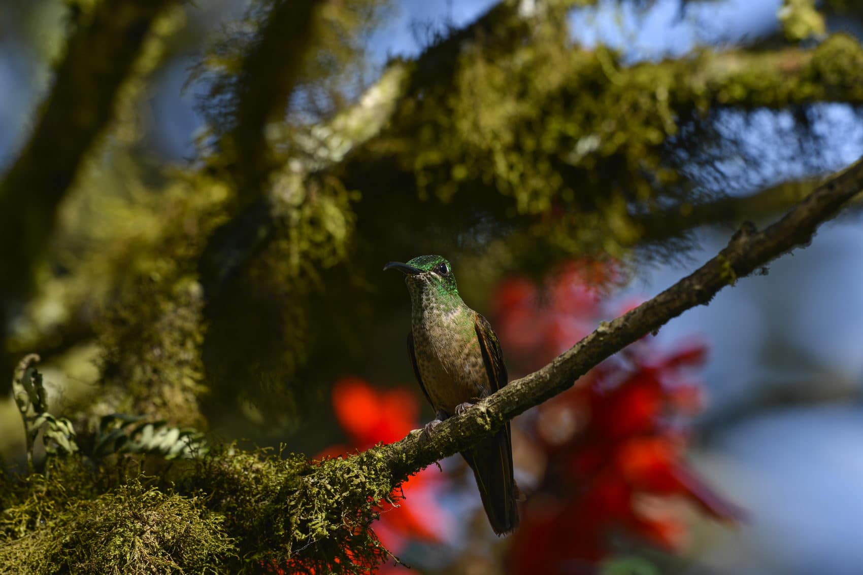 Restauración de bosques andino, Nanegalito, Ecuador